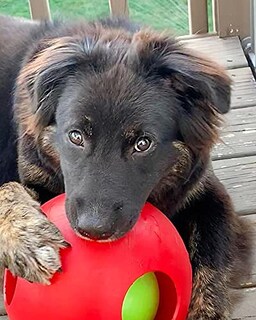 Foto 5 | Foto 5 | Bola De Juguete Para Perros Jolly Pets  Grande  20 Cm  Roja  Para Perros De 27 A 41 Kg - Venta Internacional.