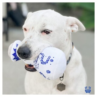 Foto 5 | Foto 5 | Juguete De Peluche Para Perros Pawty Claws Awoof Con Chirriador Para Perros Pequeños - Venta Internacional.