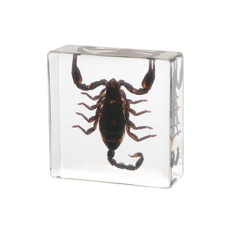 Foto 2 | Foto 2 | Espécimen De Escorpión De Taxidermia En Resina Para La Enseñanza De Las Ciencias - Venta Internacional.