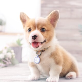 Foto 7 | Foto 7 | Etiqueta De Identificación De Mascota Con Código Qr: Perfil En Línea Modificable De Pawaii - Venta Internacional.