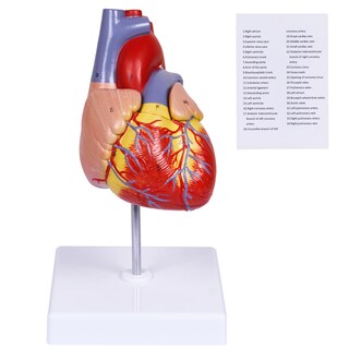 Foto 1 | Foto 1 | Réplica Científica De Tamaño Natural En 2 Partes Del Modelo De Corazón Humano - Venta Internacional.