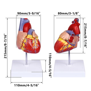 Foto 5 | Foto 5 | Réplica Científica De Tamaño Natural En 2 Partes Del Modelo De Corazón Humano - Venta Internacional.
