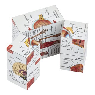 Foto 4 | Foto 4 | Kits De Medicina Anatomy Study Cube De 7 X 7 Cm 9 Partes Del Cuerpo - Venta Internacional.