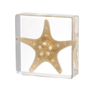 Foto 1 | Foto 1 | Espécimen De Estrella De Mar En Resina Taxidermia Pokiphip For Science - Venta Internacional.