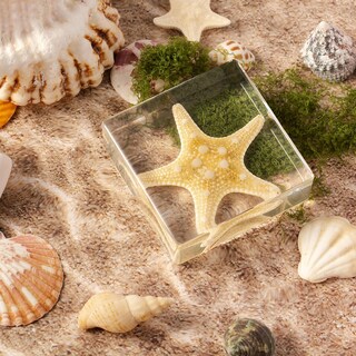 Foto 2 | Foto 2 | Espécimen De Estrella De Mar En Resina Taxidermia Pokiphip For Science - Venta Internacional.