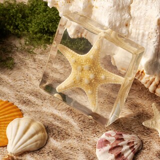 Foto 3 | Foto 3 | Espécimen De Estrella De Mar En Resina Taxidermia Pokiphip For Science - Venta Internacional.