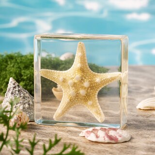 Foto 5 | Foto 5 | Espécimen De Estrella De Mar En Resina Taxidermia Pokiphip For Science - Venta Internacional.