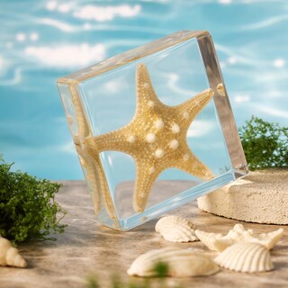 Foto 6 | Foto 6 | Espécimen De Estrella De Mar En Resina Taxidermia Pokiphip For Science - Venta Internacional.