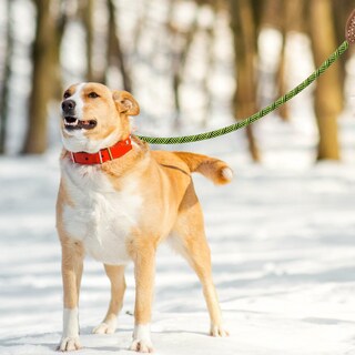 Foto 2 | Foto 2 | Correa Tipo Cuerda Para Perros Mile High Life Alpinismo Color Verde Lima - Venta Internacional.