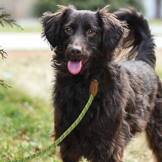 Foto 3 | Foto 3 | Correa Tipo Cuerda Para Perros Mile High Life Alpinismo Color Verde Lima - Venta Internacional.