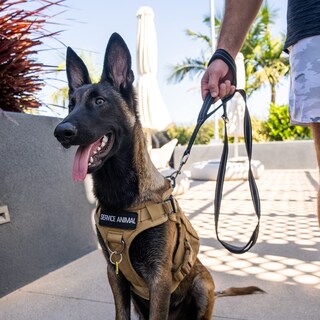 Foto 7 | Foto 7 | Correa Para Perros Shed Defender De 5 Pies Con 3 Asas De Tráfico Acolchadas Color Rojo - Venta Internacional.
