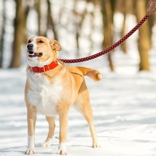 Foto 6 | Foto 6 | Correa De Cuerda Para Perros Mile High Life Mountain Climbing Roja Y Negra - Venta Internacional.