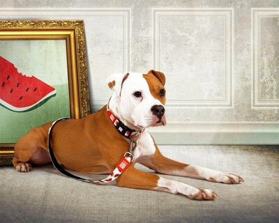 Foto 2 | Foto 2 | Correa Para Perro Max & Molly Elegante Y Cómoda De Neopreno Acolchado 1 M - Venta Internacional.