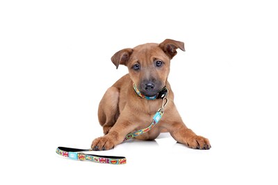 Foto 4 | Foto 4 | Correa Para Perro Max & Molly Elegante Y Cómoda De Neopreno Acolchado 1 M - Venta Internacional.