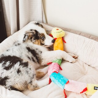 Foto 5 | Foto 5 | Juguete De Peluche Para Perros Zippypaws Colorida Oruga Con Chirriadores - Venta Internacional.