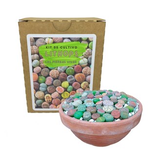 Foto 1 | Foto 1 | Kit De Cultivo Lithops Stone Plant Con 20 Semillas Sustrato Y - Venta Internacional.