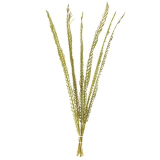 Foto 1 | Foto 1 | Paquete De 6 Tallos De Palma De Coco Con Albahaca Seca 91 A 97 Cm Vickerman - Venta Internacional.