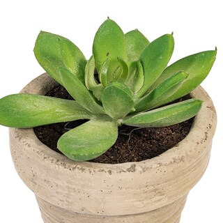 Foto 3 | Foto 3 | Set De 6 Suculentas Artificiales En Maceta De Vickerman 10 Cm - Venta Internacional.