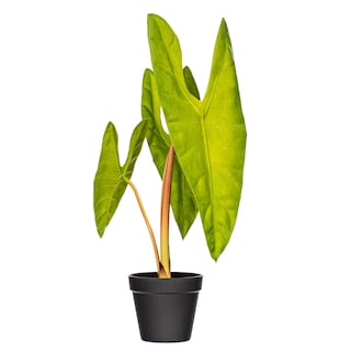 Foto 1 | Foto 1 | Planta Artificial De Alocasia Aequiloba Vickerman  Maceta De 51 X 23 Cm - Venta Internacional.