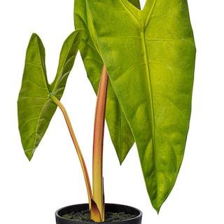 Foto 2 | Foto 2 | Planta Artificial De Alocasia Aequiloba Vickerman  Maceta De 51 X 23 Cm - Venta Internacional.
