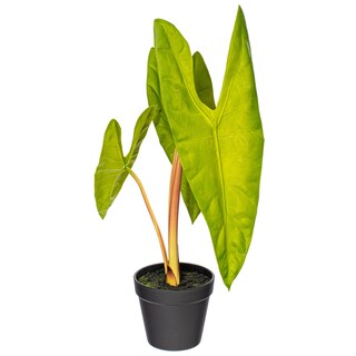 Foto 4 | Foto 4 | Planta Artificial De Alocasia Aequiloba Vickerman  Maceta De 51 X 23 Cm - Venta Internacional.