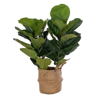 Foto 1 | Foto 1 | Planta Artificial Vickerman Hoja De Violín 79 Cm En Cesta - Venta Internacional.