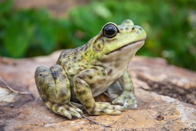 Foto 6 | Foto 6 | Figurine Hi-line Gift Ltd American Bullfrog Poliresina Verde - Venta Internacional.