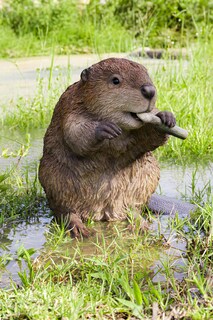 Foto 1 | Foto 1 | Figura Hi-line Gift American Beaver De Poliresina Marrón - Venta Internacional.