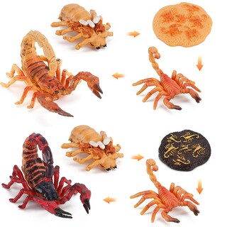 Foto 1 | Foto 1 | Juego De Figuras De Pvc Para Niños Con Forma De Escorpión Con Forma De Ciclo De Crecimiento 8 Unida - Venta Internacional.