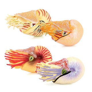 Foto 1 | Foto 1 | Set De Figuras Realistas Nautilus Ancient Marine Animal X6 Para Niños - Venta Internacional.