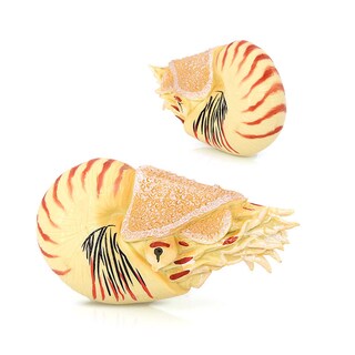 Foto 3 | Foto 3 | Set De Figuras Realistas Nautilus Ancient Marine Animal X6 Para Niños - Venta Internacional.