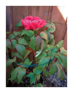 Foto 2 | Foto 2 | Anillo Doble Peony Cage Luster Leaf 978 45 X 90 Cm Acero - Venta Internacional.