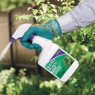 Foto 5 | Foto 5 | Regulador Del Crecimiento Vegetal Bonide Sucker Punch En Aerosol De 473 Ml - Venta Internacional.