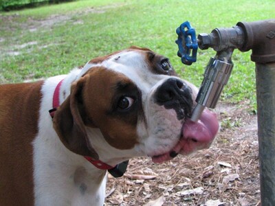 Foto 6 | Foto 6 | Grifo De Agua Con Fuente Automática Lixit L100 Para Perros - Venta Internacional.