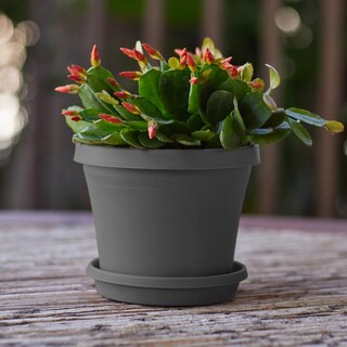 Foto 2 | Foto 2 | Maceta Redonda Planter Bloem Terra De Resina Color Carbón De 15 Cm - Venta Internacional.