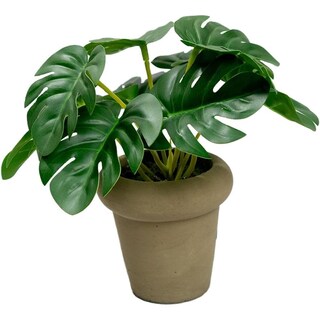 Foto 1 | Foto 1 | Monstera En Maceta De Cemento 15cm Color Café Hogar Interior