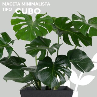 Foto 3 | Foto 3 | Maceta Minimalista Cubo De Fibra De Vidrio Jardin Gris Claro