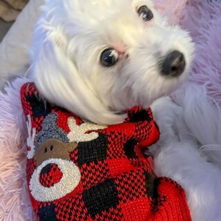 Foto 7 | Foto 7 | Jersey Para Perros Pequeños Kyeese Con Estampado Navideño De Renos Color Rojo - Venta Internacional.