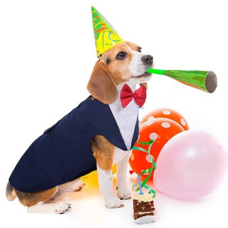 Foto 4 | Foto 4 | Conjunto De Esmoquin Para Perro Pumyporeity Talla L Grande Formal Azul - Venta Internacional.