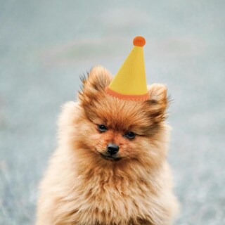 Foto 5 | Foto 5 | Set De Sombreros De Cumpleaños Para Mascotas Cellcacn Ajustables Con Pompones De 6 Cm - Venta Internacional.
