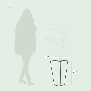 Foto 3 | Foto 3 | Maceta Bloem Tall Finley 20 Pulgadas Gris Cemento 5 Galones - Venta Internacional.