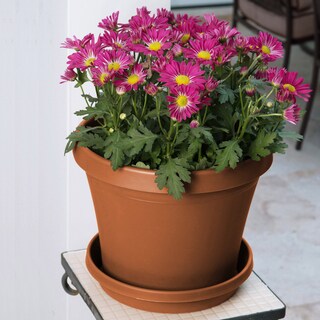 Foto 6 | Foto 6 | Arcilla De Terracota Tradicional Planter Bloem Terra Resin 21 X 19 X 21 Cm - Venta Internacional.