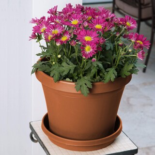 Foto 3 | Foto 3 | Bandeja Terratray De Resina Y Terracota Planter Fiskars De 2 Cm De Alto Y 10 Cm De Diámetro - Venta Internacional.