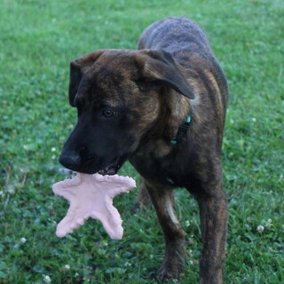 Foto 4 | Foto 4 | Juguete Para Mascotas Spot Starfish De Caucho Natural Duradero De 15 Cm - Venta Internacional.