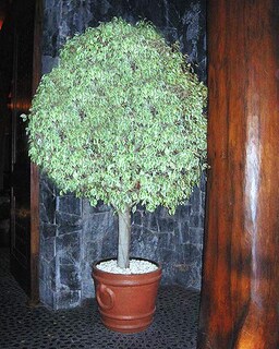 Foto 4 | Foto 4 | Pepitas De Mármol Mosser Lee Ml1130 Para Cubrir La Tierra 2 5 Kg - Venta Internacional.