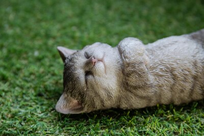 Foto 5 | Foto 5 | Figura Hi-line Gift Ltd Sleeping Cat Color Gris Realista - Venta Internacional.