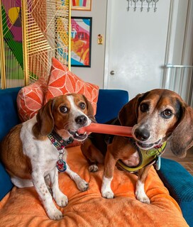 Foto 7 | Foto 7 | Juguete Masticable Para Perros Nylabone Power Chew Con Sabor A Tocino 20 Cm Grande - Venta Internacional.