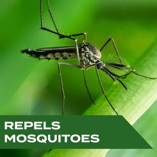 Foto 2 | Foto 2 | Aerosol Repelente De Mosquitos Stem Stem Repele Los Mosquitos 120 Ml - Venta Internacional.