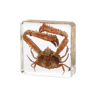 Foto 1 | Foto 1 | Educación Científica Sobre La Resina Pokiphip De Espécimen De Cangrejo Para Taxidermia - Venta Internacional.