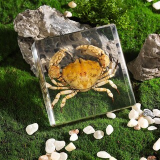 Foto 3 | Foto 3 | Educación Científica Sobre La Resina Pokiphip De Espécimen De Cangrejo Para Taxidermia - Venta Internacional.